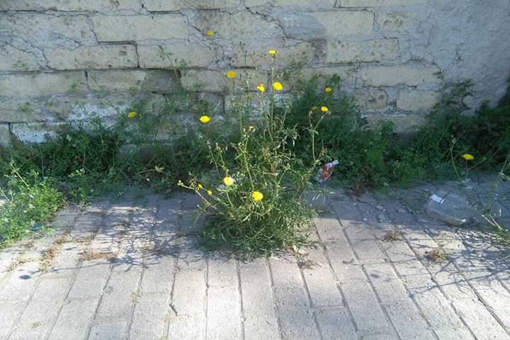 © andrea auletta - fiori gialli-periferia scassata